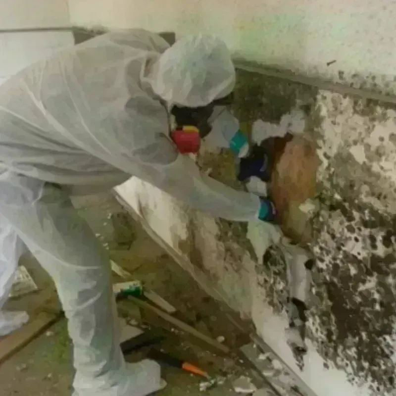 Mold Remediation and Removal in Stamford, TX